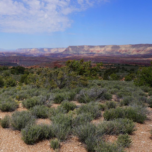 Shrubland with red cliffs in distance