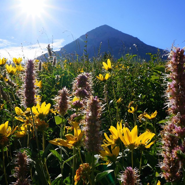 Wildflowers in mountain meadow