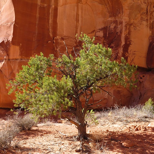 Pinyon tree against red rock wall