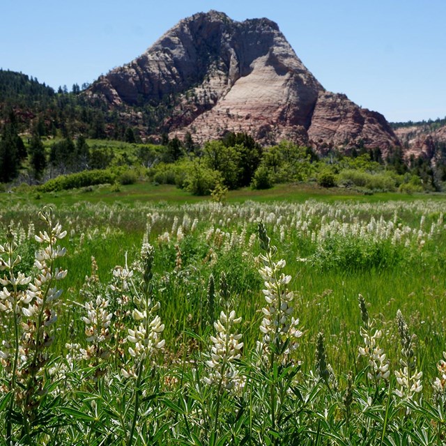 Wildflowers in mountain meadow