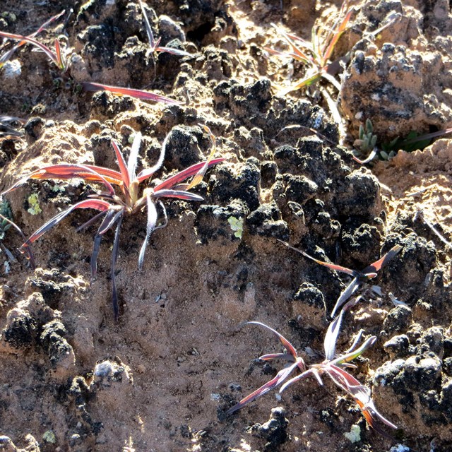 Black soil crust with tiny plants