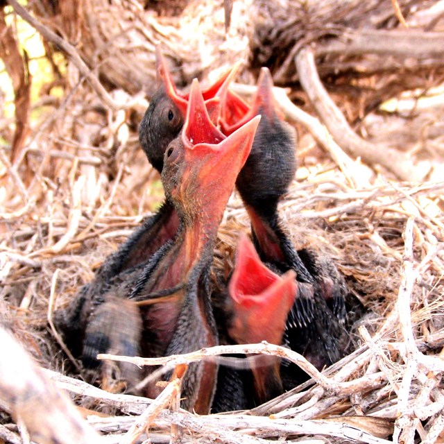 Open-mouthed baby birds straining to be fed