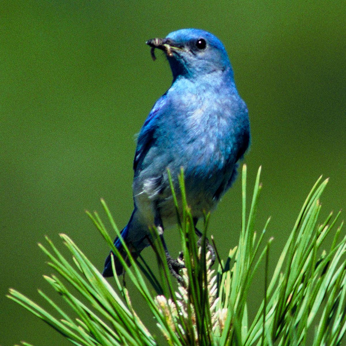 Ts Bird Mountain