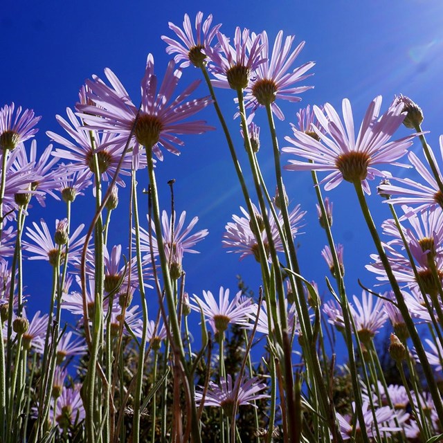 Purple asters against blue sky