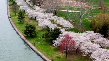 In an aerial view of a golf course with a mix of trees.