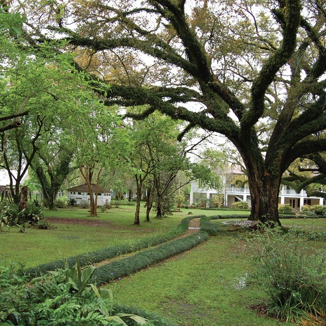 Beautiful southern landscape featured a southern live oak tree