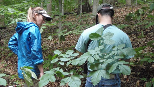 A woman and man look down to examine the forest floor.