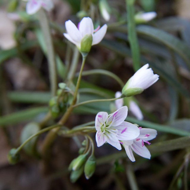 Close-up of small white and pink-veined wildflowers