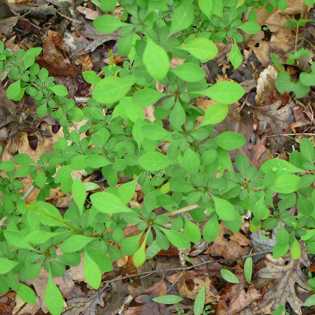 Looking down on the light green leaves of Japanese barberry.
