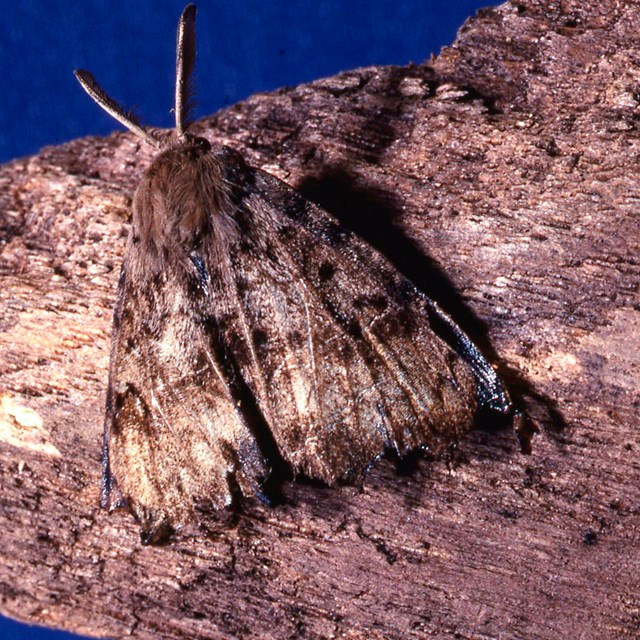 Spongy moth