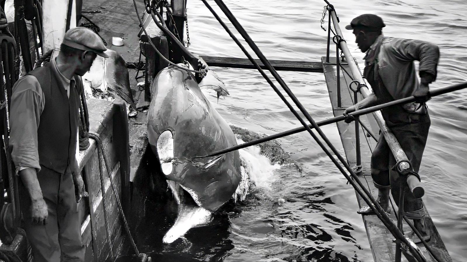 Black-and-white photo of two workers on a whaling vessel beside a whale being pulled from the water.