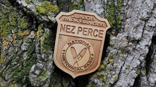 A wooden Nez Perce Junior Ranger badge displayed on tree bark with areas of green moss. 