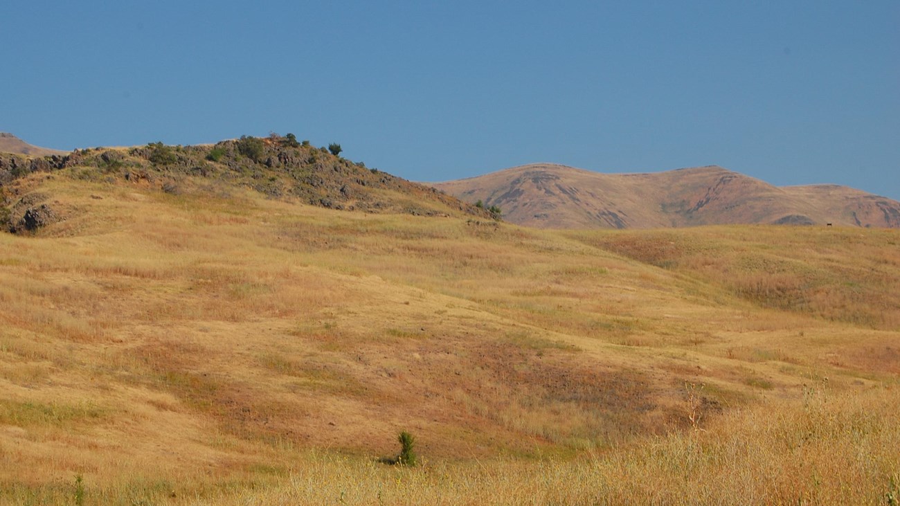 A grassy meadow and hillside on a sunny day.