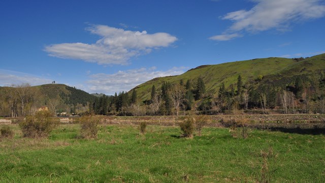 A grassy meadow with a few shrubs and the mountains in the background.