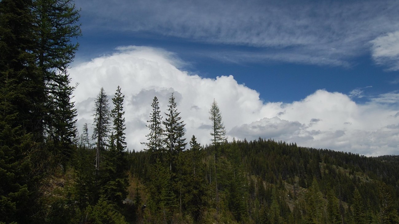 A mountain hillside filled with conifer trees.