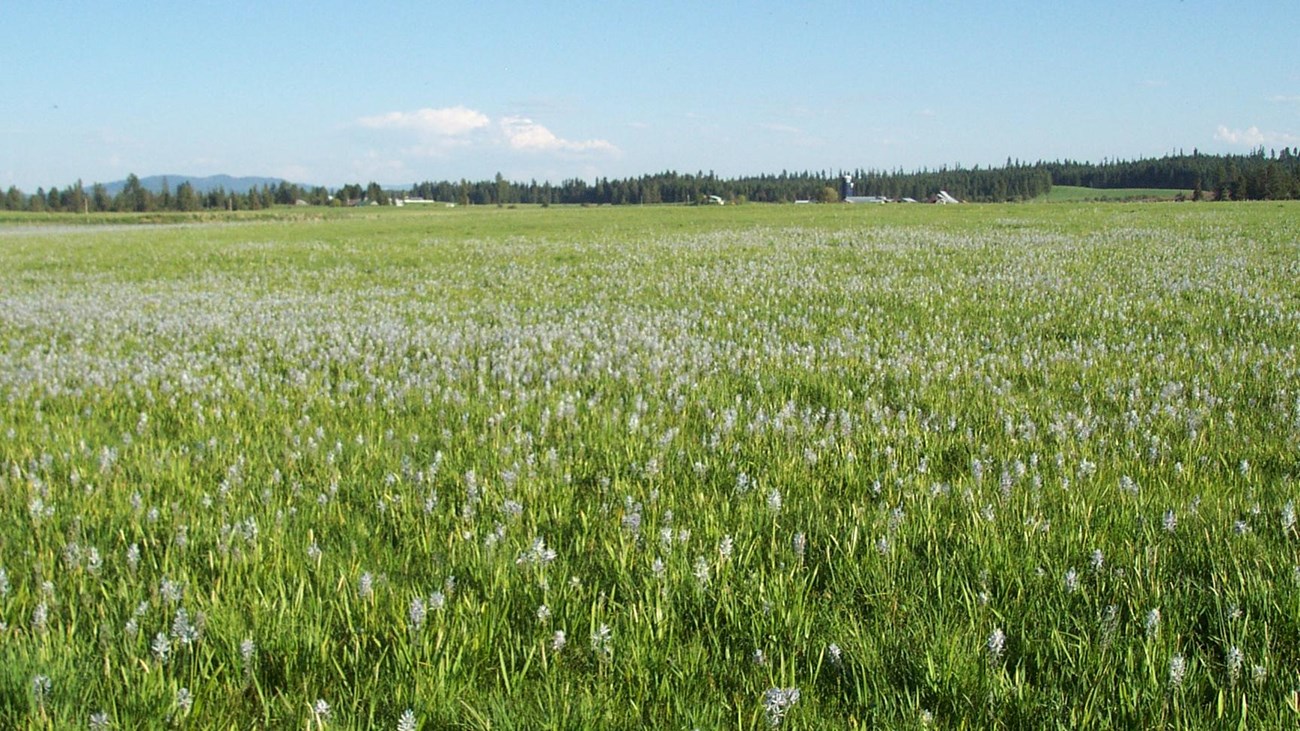 A grassy meadow filled with pastel purple camas flowers.