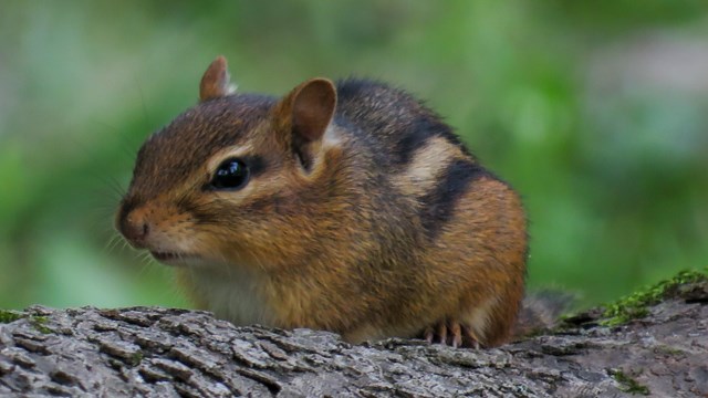 chipmunk