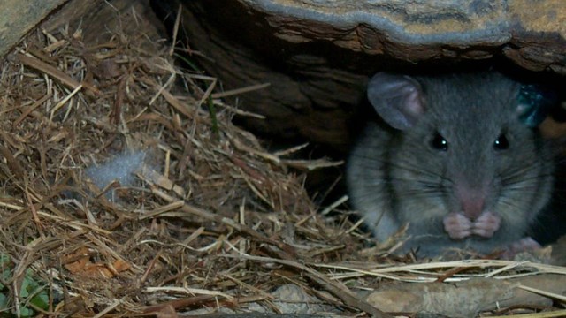 woodrat in a rock crevice