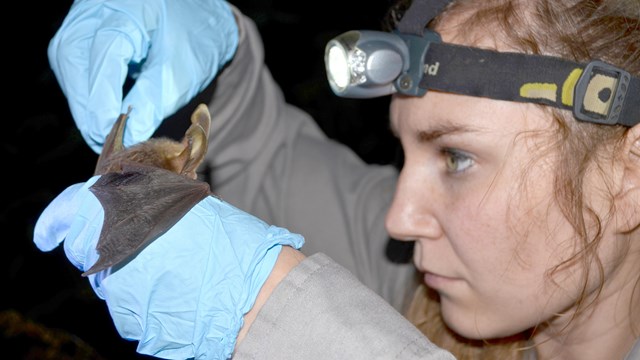 resource manager holding a bat