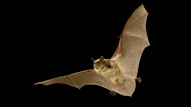 close up of a bat against a black background