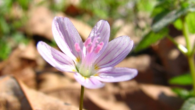 white and pink wildflower