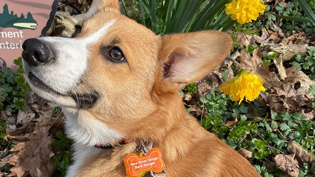 brown and white dog with B.A.R.K. Ranger tag