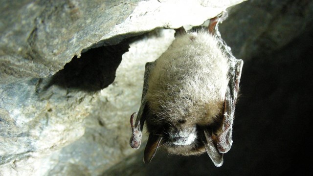 Little Brown Bat with WNS