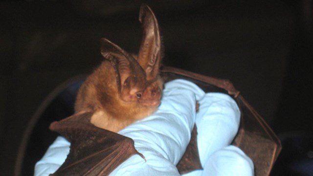 resource manager holding a bat