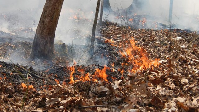 fire spreads through forest leaf litter