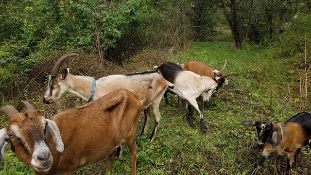 Five goats in a vegetation filled area munching on the greenery