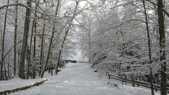 A snow covered road lined with bare trees.
