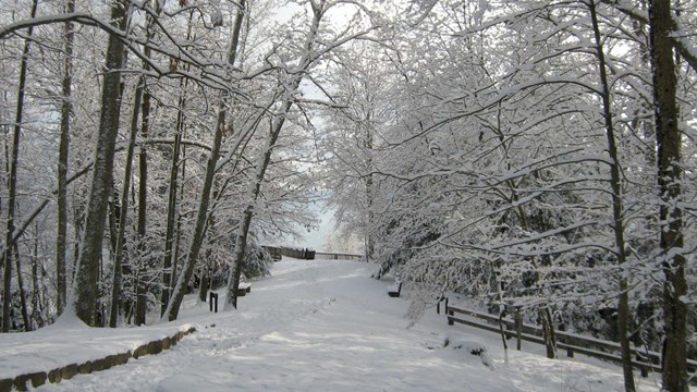 snow covered trees