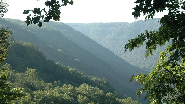 Hazy view of gorge through trees