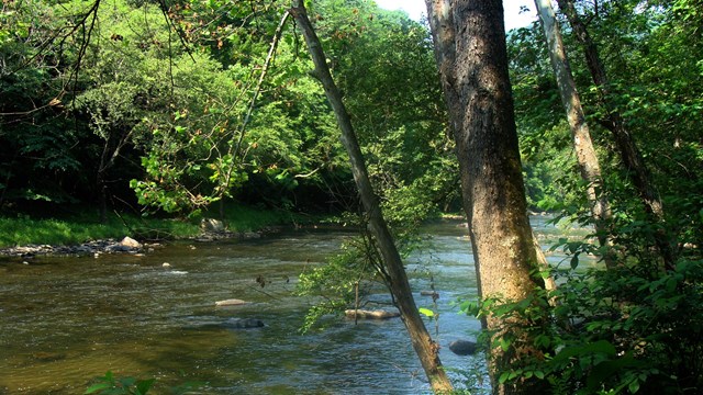 river and trees