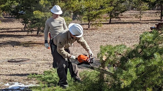 two firefighters using a chainsaw on a small pine tree