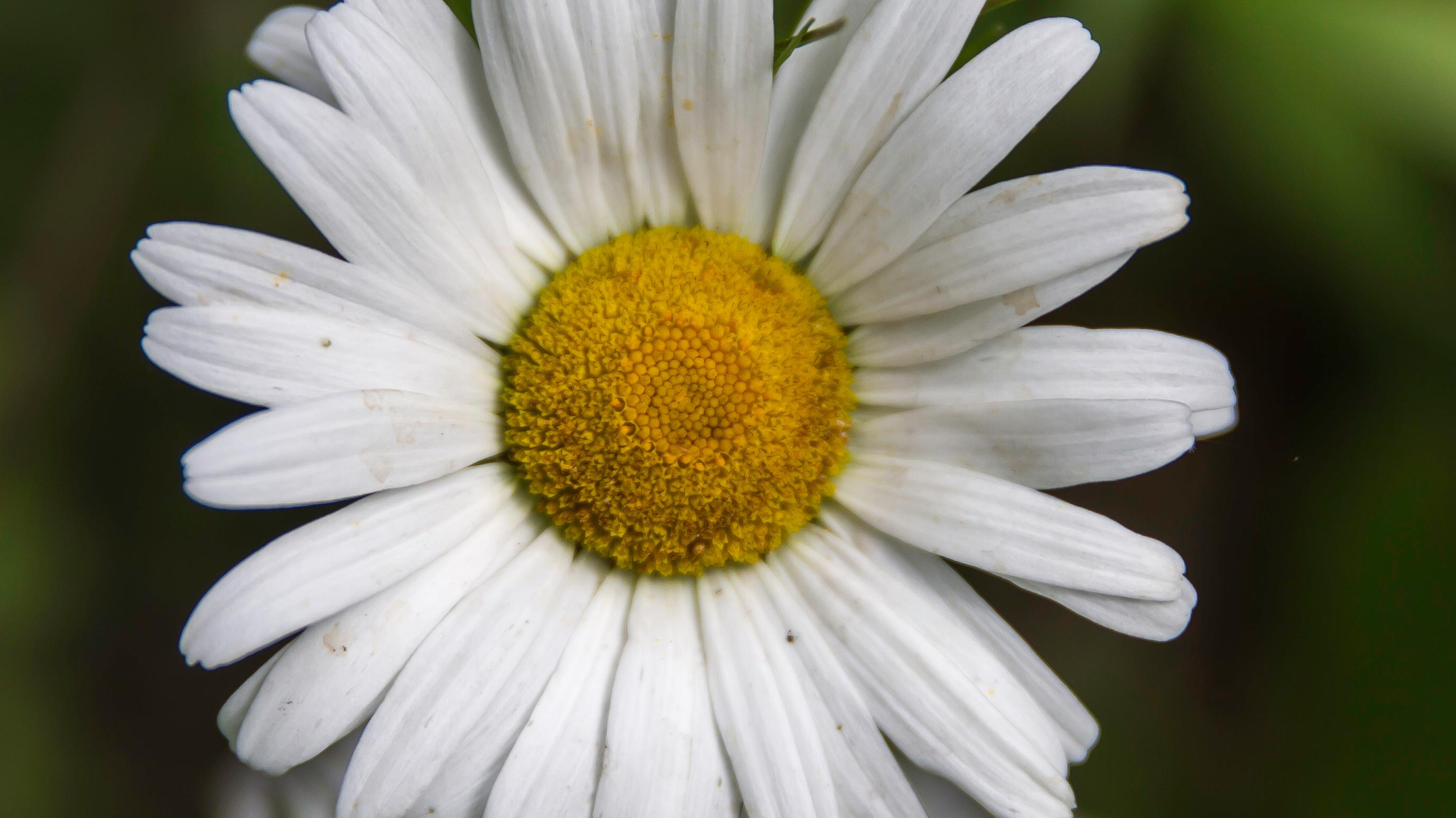 white flower
