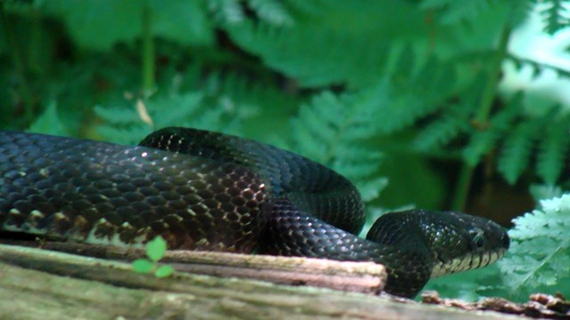 black snake