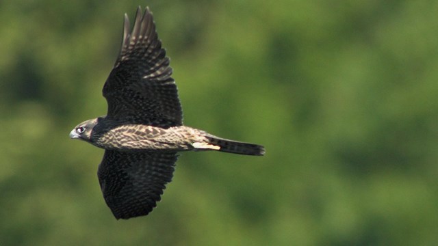 peregrine falcon