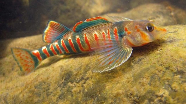 colorful green and red striped fish