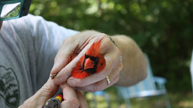 researcher holding a red bird