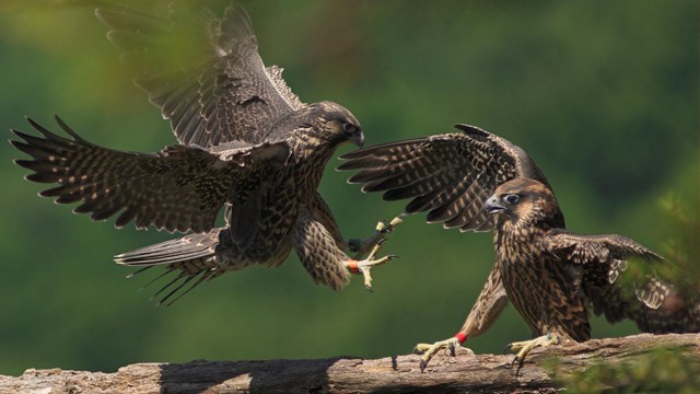 Peregrine Falcons