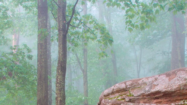 trees with fog