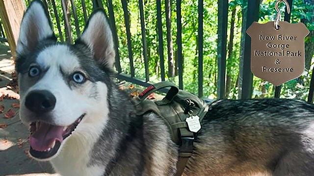 A happy grey and white dog with a bark ranger tag shaped like a gold badge