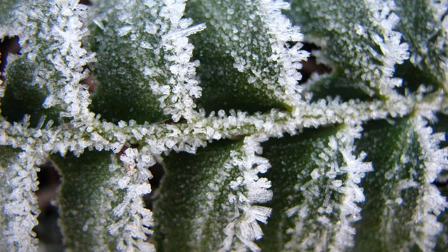 frosty leaf