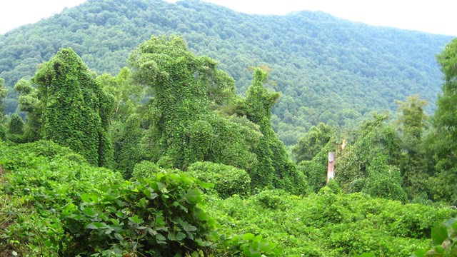 invasive kudzu plants