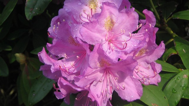 close-up of rhododendron flower