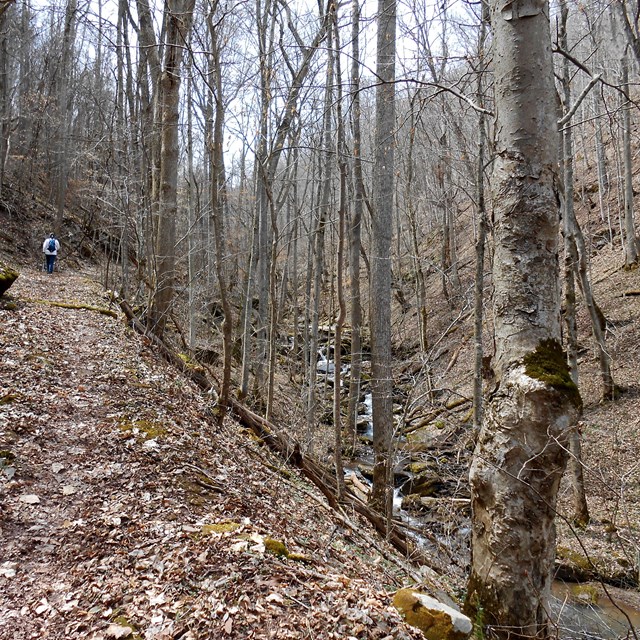 hiker on trail alongside cascading creek