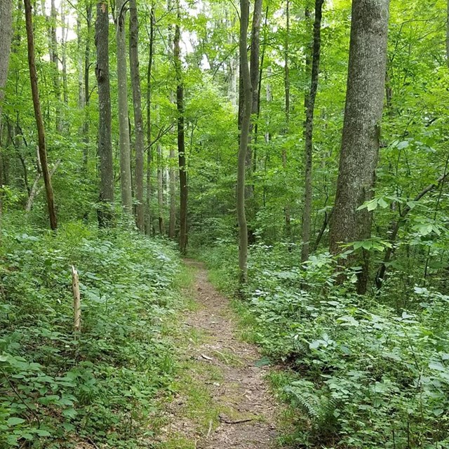 A narrow dirt trail between tall trees and dense green vegetation