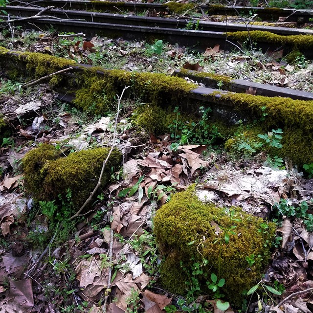 moss covered railroad tracks