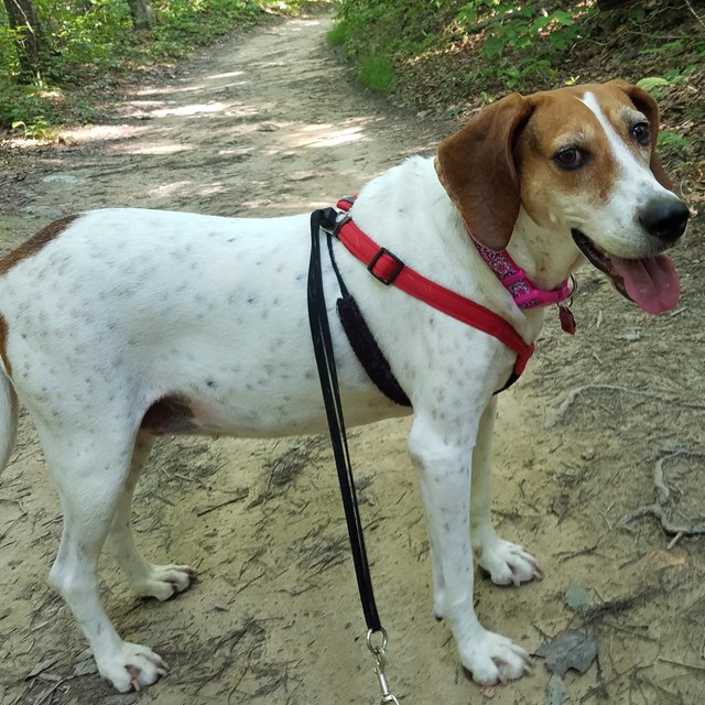 A white and brown dog with a leash and collar standing on a dirt trail